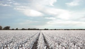 Plantación de algodón en los Estados Unidos
